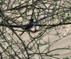 Pycnonotus leucotis