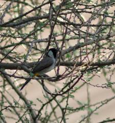 Pycnonotus leucotis