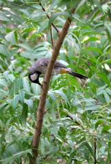 Pycnonotus leucotis