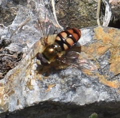Eupeodes montivagus