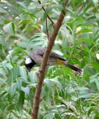 Pycnonotus leucotis