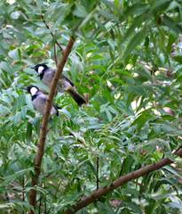 Pycnonotus leucotis