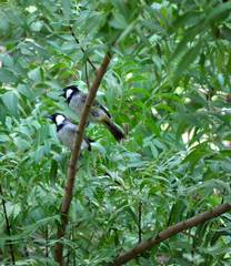 Pycnonotus leucotis