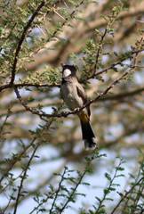 Pycnonotus leucotis