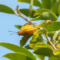 Charaxes marmax