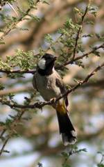 Pycnonotus leucotis