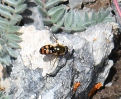 Eupeodes montivagus