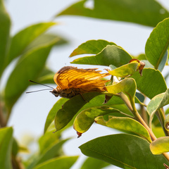 Charaxes marmax