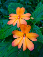 Impatiens platypetala