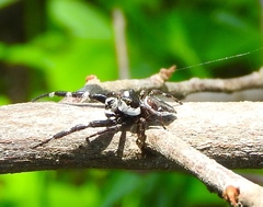 Dendryphantes zygoballoides