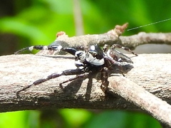 Dendryphantes zygoballoides