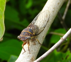 Diceroprocta semicincta