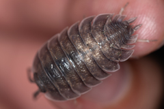 Porcellio obsoletus