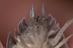 Porcellio obsoletus