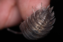 Porcellio obsoletus