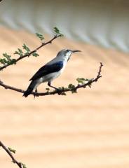 Cinnyris asiaticus