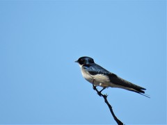 Hirundo dimidiata
