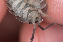 Porcellio obsoletus