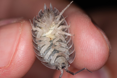 Porcellio obsoletus