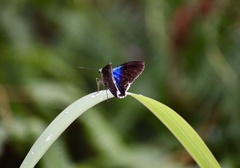 Astraptes habana