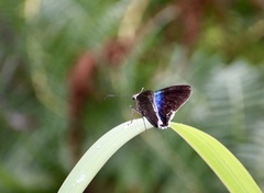 Astraptes habana