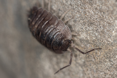 Porcellio obsoletus