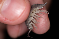 Porcellio obsoletus