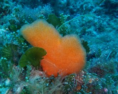 Aplidium conicum