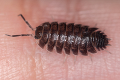 Porcellio obsoletus