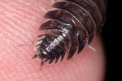 Porcellio obsoletus