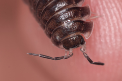Porcellio obsoletus