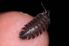 Porcellio obsoletus