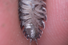 Porcellio obsoletus