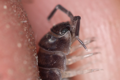 Porcellio obsoletus
