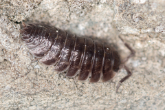 Porcellio obsoletus