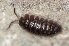 Porcellio obsoletus