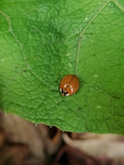 Harmonia axyridis