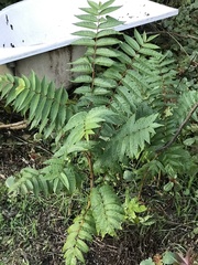 Ailanthus altissima