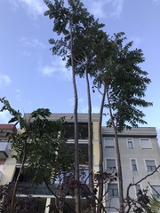 Ailanthus altissima