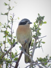 Telophorus olivaceus