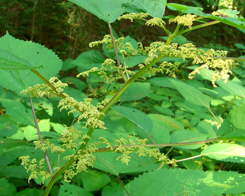 Laportea canadensis