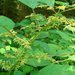 Wood Nettle - Photo (c) Jason Hollinger, some rights reserved (CC BY)