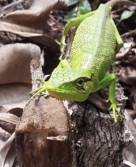 Polychrus marmoratus