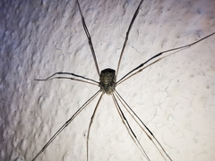 Trachyrhinus rectipalpus