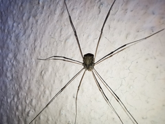 Trachyrhinus rectipalpus