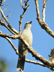 Coracina caesia caesia