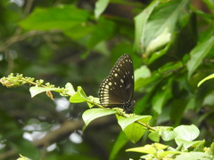 Euploea klugii kollari