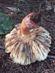 Russula ventricosipes
