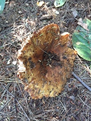 Russula ventricosipes