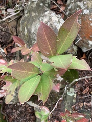 Acokanthera oppositifolia